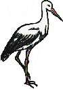 Storch